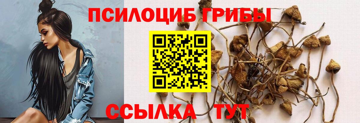 Псилоцибиновые грибы Cubensis Красноармейск